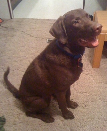 Drake the Chesapeake Bay Retriever is sitting on a carpeted floor with its mouth open and looking to the right