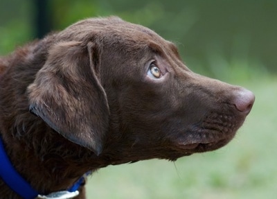 Close Up - Drake the Chesapeake Bay Retriever is standing outside and looking to the right