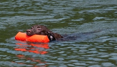 Drake the Chesapeake Bay Retriever is swimming through a body of water with an orange floatie