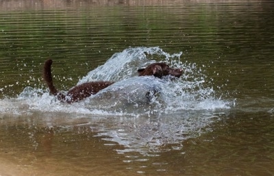 Drake the Chesapeake Bay Retriever is splashing around in a body of water