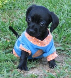 Daisy Mae the Chi-Spaniel as a puppy sitting in grass and wearing a blue and peach colored shirt