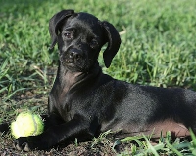Daisy Mae the black Chi-Spaniel Puppy is laying outside in grass with a tennis ball between her front paws