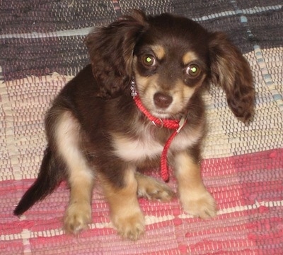 Ruby the Chi-Spaniel puppy wearing a red collar sitting on a brown, tan and red woven rug and looking at the camera holder