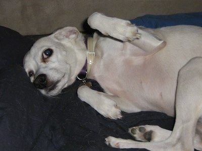 Penny Whistle the white Chi-Spaniel turning over to show her belly