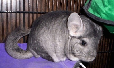 Close up side view - A gray chinchilla is standing on a purple cloth looking forward.