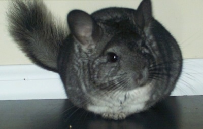 Front view - A grey with white Chinchilla is sitting on a black tabletop and it is looking to the right.