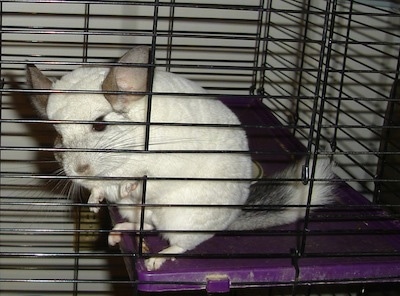 Close up - A white Chinchilla is standing on a purple surface in its cage standing close to the side looking out.