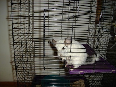 A white Chinchilla is standing on a purple surface in its cage standing close to the side looking out.
