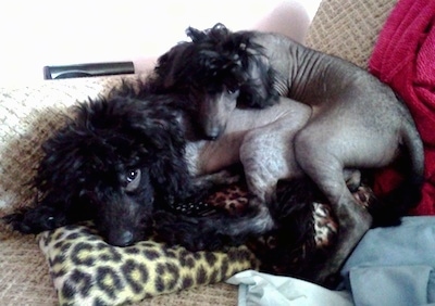Vixen and Vernon the Chinese Crestepoo Puppies are laying on a couch on top of each other