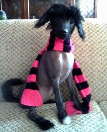 Vixen the Chinese Crestepoo Puppy is wearing a pink and black scarf. Vixen is sitting on a couch and there is a cabinent behind her