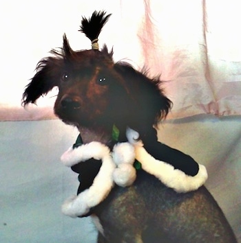 Close Up - Veela the Chinese Crestepoo Puppy is wearing a black cape with white cotton around the edges. Her top knot is in a pony tail.