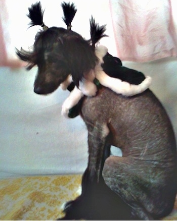 Veela the Chinese Crestepoo Puppy is wearing a black cape with white cotton around the edges. She is sitting in front of a bed. She has three pony tails on top of her head which are sticking up like a mohawk.