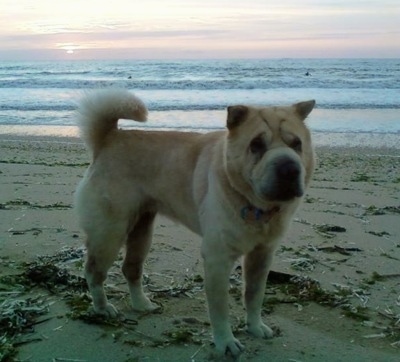 The right side of a tan Shar-Pei dog that is standing on the beach. Its head is tilted forward, but it is looking to the right. It has a big wrinkly head, a thick tail that curls up over its back and a big square muzzle, small eyes and wide-set small pointy ears.