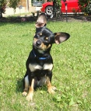 Buster the black with tan Chiweenie is sitting outside in a lawn and its head is tilted to the right. There is a red car in the background. He has large perk ears.