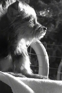 A black and white photo of Kodiak the Chorkie who is laying on a chair outside and looking to the right