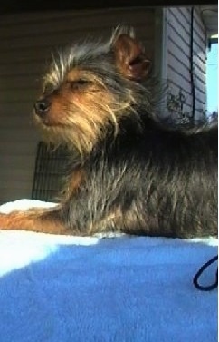 Kodiak the Chorkie is laying on a towel on a porch and looking forward as the sun shines on his face