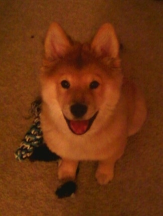 Bear the Chusky is sitting on a carpeted floor with a rope toy next to him with his mouth open looking up happily