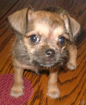 Griffin the Chussel as a puppy sitting on a hardwood floor with one paw on a pink beaded circle looking up