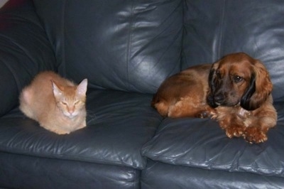 Hannah the Cock-A-Tzu is laying on a black leather couch next to Donskoy the Sphynx cat