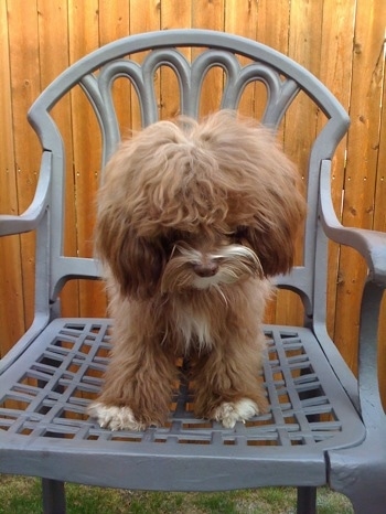Snickers the Cock-a-Tzu is outside sitting on a gray lawn chair in front of a wooden fence and looking down at the ground