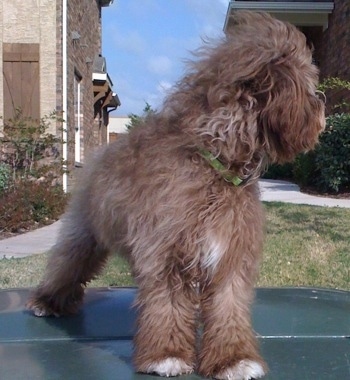 Snickers the Cock-a-Tzu is standing on a car and looking to the right with its fur blowing in the wind