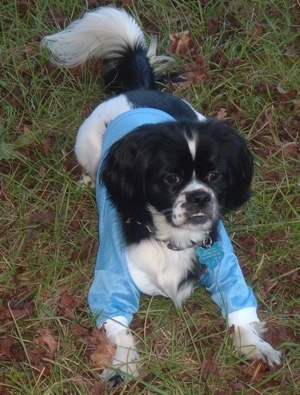 Tornado the Cock-A-Tzu is wearing a shiny blue shirt and laying outside in the grass looking forward