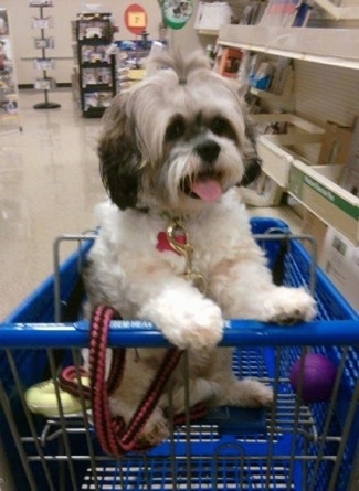 Mimi the Cock-A-Tzu is sitting in the top part of a blue shopping cart and there is a purple ball next to her. Mimi's mouth is open and her tongue is out