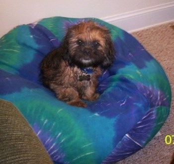 Max the Cock-A-Tzu is sitting on a blue and green bean bag chair and looking at the camera holder