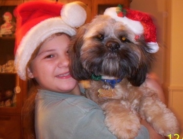 Max the Cock-A-Tzu in the arms of his smiling owner. They both are wearing santa clause hats 