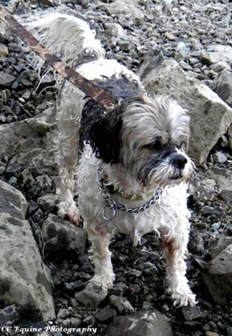A Wet Mimi the Cock-A-Tzu is standing on rocks and looking to the right