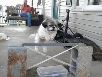 Mimi the Cock-A-Tzu is jumping over a bar that is held up by two concrete cinder blocks. A person in the background is sitting on a wooden porch swing glider and watching Mimi jump as she talks on her cell phone.