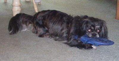 Zeke the black Cockinese is laying on a carpet and has a blue dog toy of a fish in his mouth. There is a chair and table behind him
