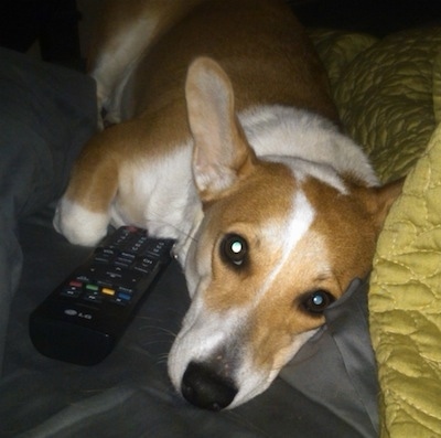 Winston the Cojack is laying down on a bed next to an LG remote and looking at the camera holder