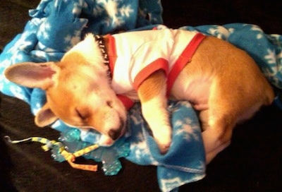 Winston the Cojack as a puppy wearing a white and red tee shirt sleeping on a blue blanket with white snow flakes on it