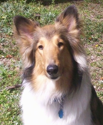 Close Up upper body shot - Sasha the tan, white and black Rough Collie is sitting outside in a yard