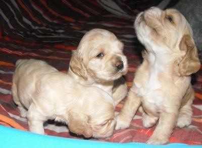 Three tan Colonial Cocker Spaniel puppies are all up on a human's bed