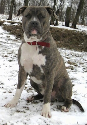 A blue-nose brindle Pit Bull Terrier is sitting in snow. His body is facing left and he is looking forward.