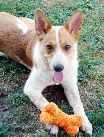 Lilly the Corgi Cattle Dog is laying outside and looking at the camera holder with a rust orange  plush dog bone toy on its paw