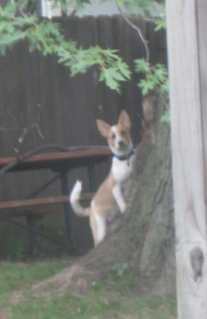 Laika the Corgi Cattle Dog is outside jumped up against a tree and looking into the house at the camera holder