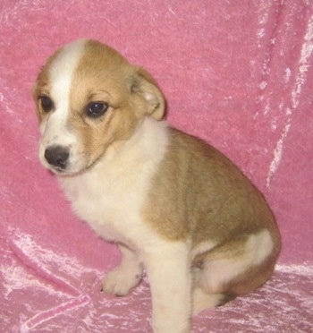 Laika the Corgi Cattle Dog as a young puppy sitting against a shiny pink backdrop
