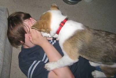 Laika the Corgi Cattle Dog as a puppy standing on top of, and licking the face of a little boy who is laying on the floor against a couch and covering his face with his hands