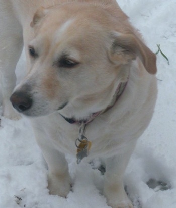 Close Up - Annabelle the cream and white Corgidor is walking through snow and looking to the left