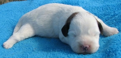 Newborn Corgipoo Puppy is sleeping on a blue towel with its back left leg spread outward