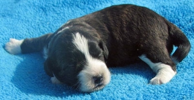 Newborn Corgipoo puppy is sleeping on a blue towel