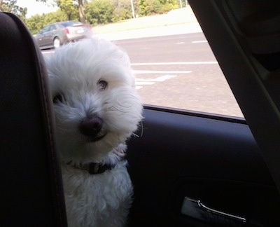Close Up - Bentley the Coton de Tulear is in the back seat of a moving car looking up front. The wind is blowing his hair