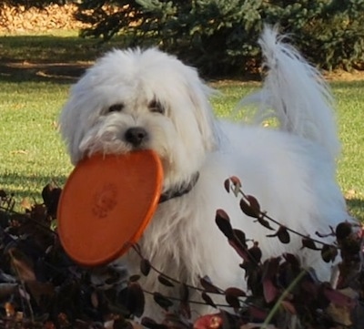Reno the Coton de Tulear has an orange frisbee in her mouth. She is standing in a bush