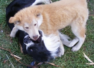 Cash the Coydog puppy playing outside in grass with a Border Collie. Cach is on top of the Collie and the Collie is about to bite his face.