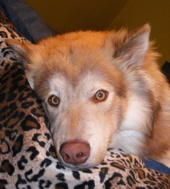 Close Up - Cash the Coydog is laying on a leopard print pillow
