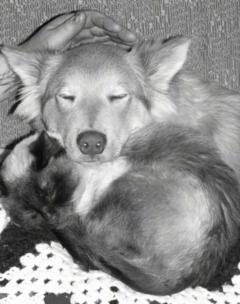Cash the Coydog is sleeping on a couch with his head on Grace the cat. A person is petting his head