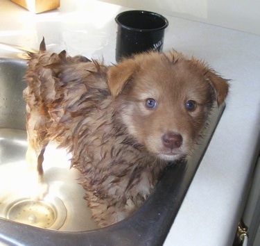 A Wet Cash the Coydog puppy is in a sink with a couple inches of water in it getting a bath 